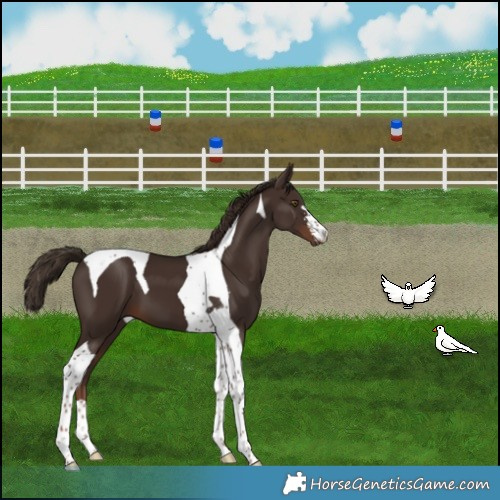 Horse Color:Liver Chestnut Tobiano 