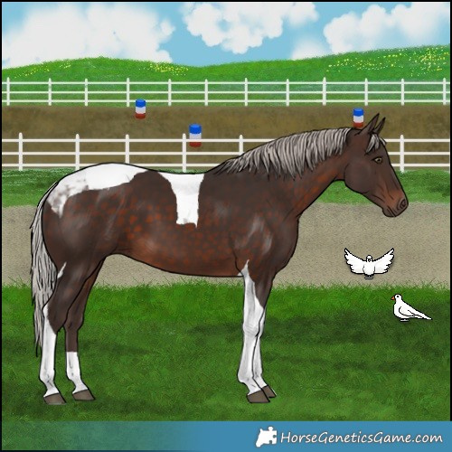 Horse Color:Silver Brown Tobiano 