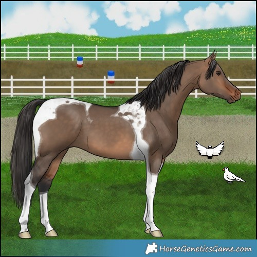 Horse Color:Bay Dun Tobiano 