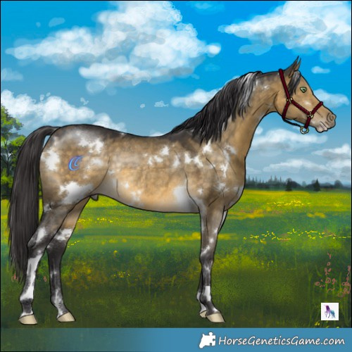 Horse Color:White Spotted Buckskin Dun Rabicano