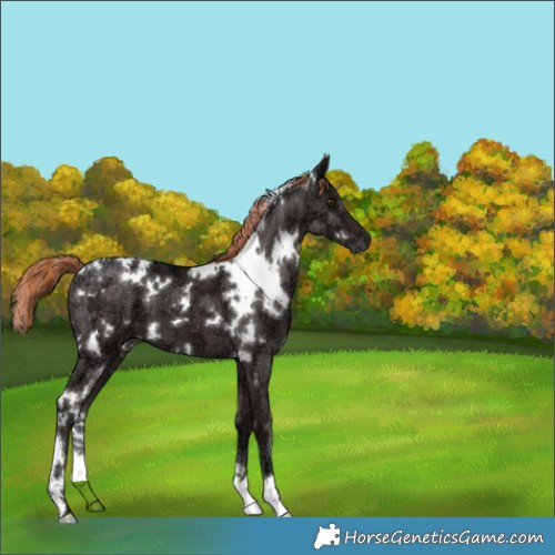 Horse Color:White Spotted Liver Chestnut Ice 