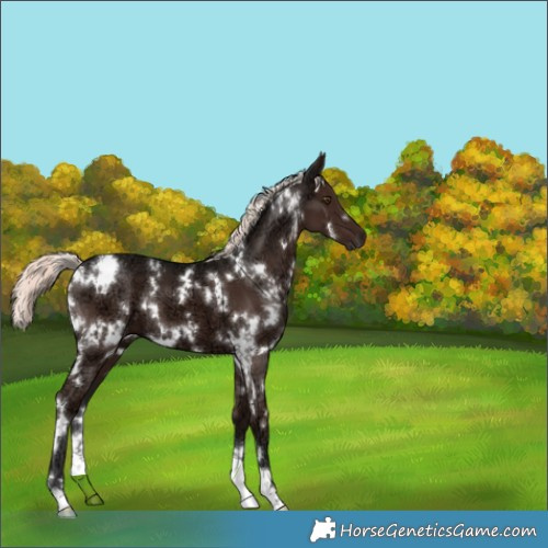 Horse Color:White Spotted Liver Chestnut Ice Mushroom 