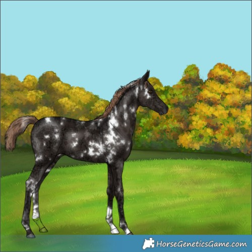 Horse Color:White Spotted Liver Chestnut Ice 