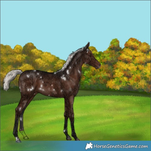 Horse Color:White Spotted Liver Chestnut Ice Mushroom 