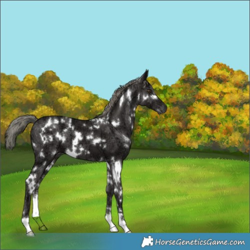 Horse Color:White Spotted Liver Chestnut Ice Mushroom 