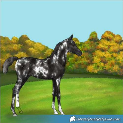 Horse Color:White Spotted Liver Chestnut Ice 