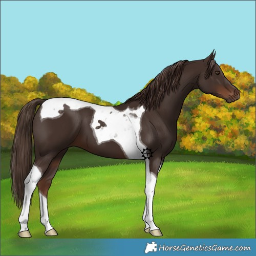 Horse Color:Liver Chestnut Tobiano