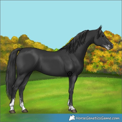 Horse Color:Black Sabino