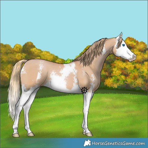 Horse Color:Red Dun Sabino Splash 