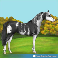 Horse Color:Black Sabino