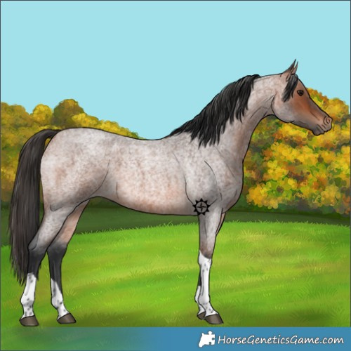 Horse Color:Bay Roan Tobiano