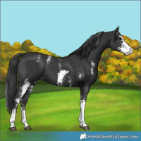 Horse Color:Black Sabino