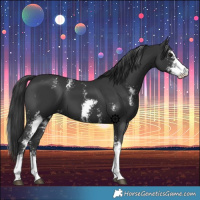 Horse Color:Black Sabino