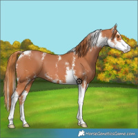 Horse Color:Chestnut Sabino 