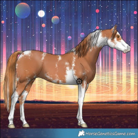 Horse Color:Chestnut Sabino 