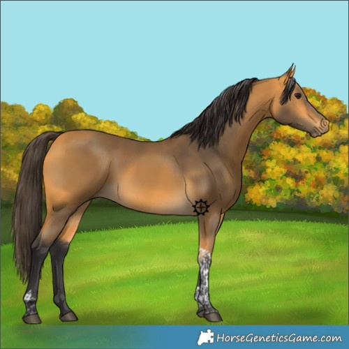 Horse Color:Buckskin Tobiano 