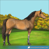 Horse Color:Buckskin Tobiano