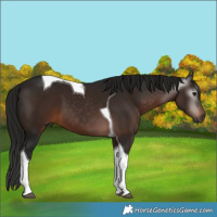 Horse Color:Gray Bay Tobiano 