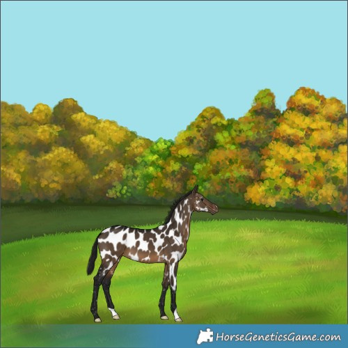 Horse Color:Gray Brown Dun Appaloosa 