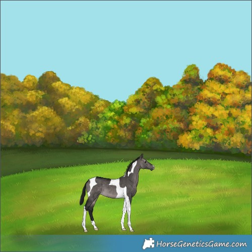 Horse Color:Gray Platinum Bay Dun Tobiano 