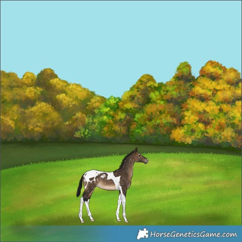 Horse Color:Gray Bay Dun Tobiano Appaloosa Rabicano 