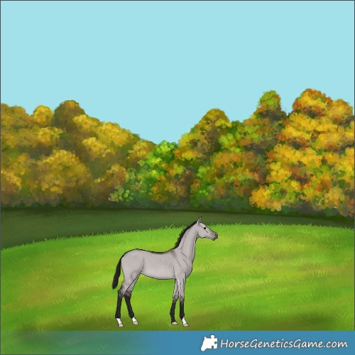 Horse Color:Gray Platinum Bay Dun 