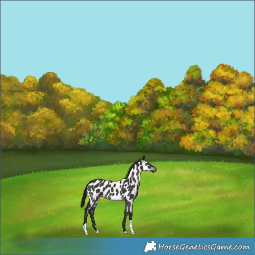 Horse Color:Gray Platinum Brown Dun Appaloosa 