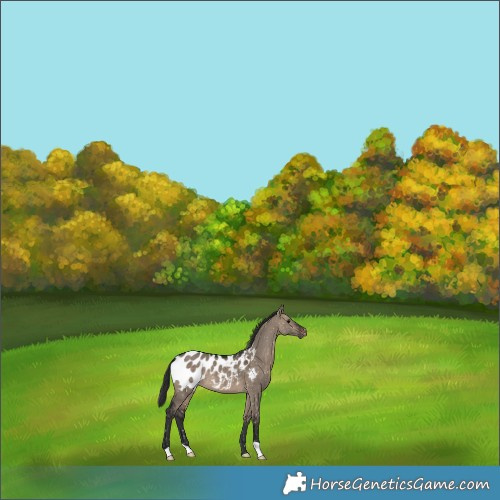 Horse Color:Brown Dun Appaloosa 