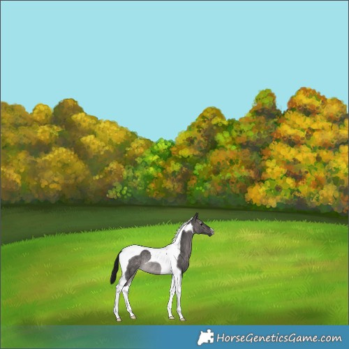 Horse Color:Gray Platinum Brown Dun Tobiano Rabicano 