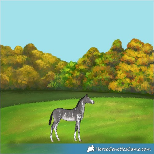 Horse Color:Gray Platinum Brown Dun Sabino 