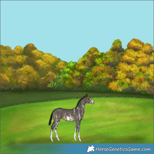 Horse Color:Gray Brown Dun Sabino 