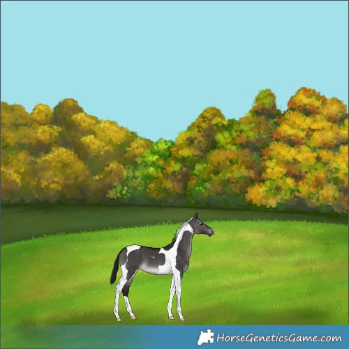 Horse Color:Gray Platinum Brown Dun Tobiano 