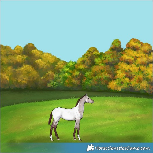 Horse Color:Gray Platinum Chocolate Bay Dun Appaloosa 
