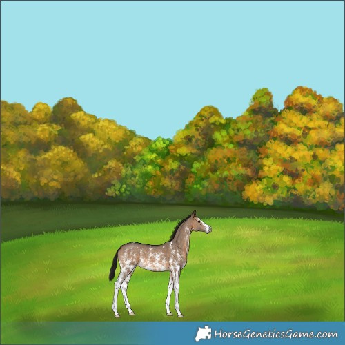 Horse Color:Gray Bay Dun Sabino 