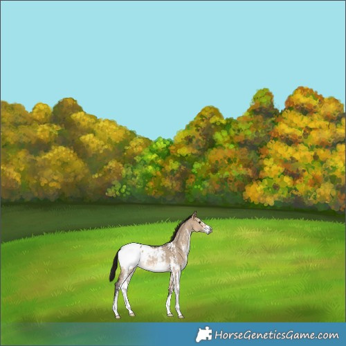 Horse Color:Gray Bay Dun Sabino Snowcap Rabicano 