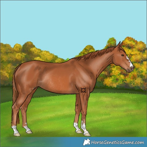 Horse Color:Chestnut Rabicano 