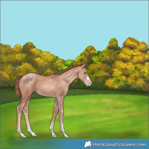 Horse Color:Gold Champagne 