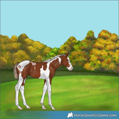 Horse Color:Chestnut Splash Tobiano 
