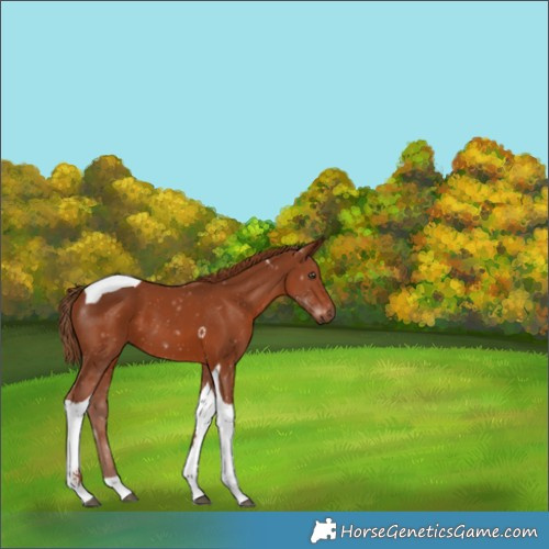 Horse Color:Chestnut Tobiano 