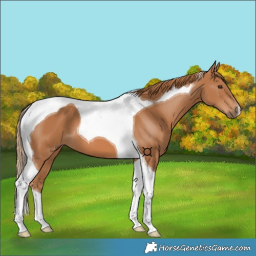 Horse Color:Chestnut Tobiano 