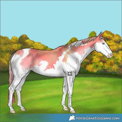 Horse Color:Chestnut Splash Tobiano 