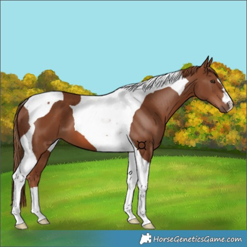 Horse Color:Chestnut Tobiano 