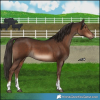 Horse Color:Liver Chestnut Sabino 