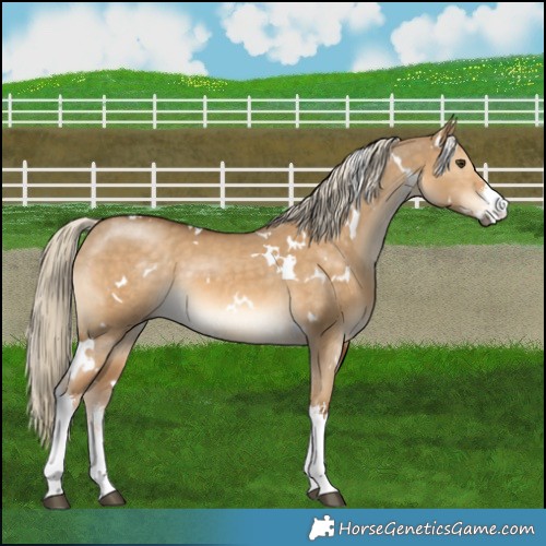 Horse Color:White Spotted Chocolate Palomino Dun 