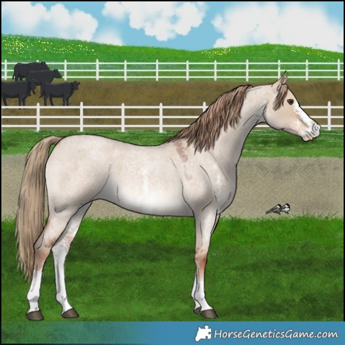 Horse Color:Red Dun Roan Sabino 