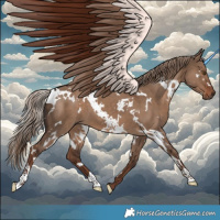 Horse Color:White Spotted Liver Red Dun 