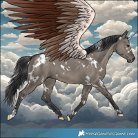 Horse Color:White Spotted Grullo 
