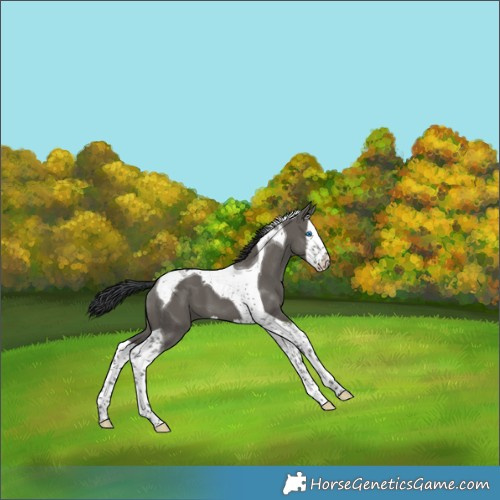 Horse Color:Grullo Splash Tobiano 