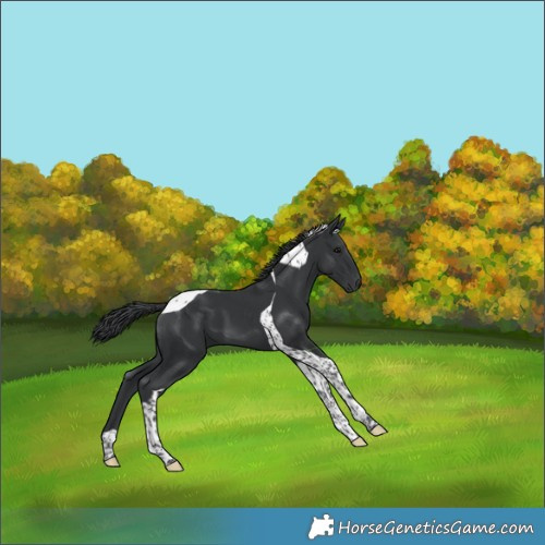 Horse Color:Black Tobiano 