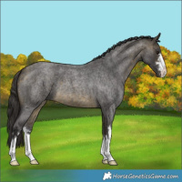 Horse Color:Buckskin Roan 